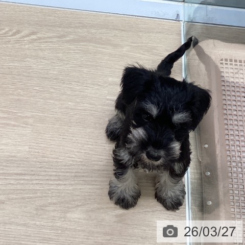 長崎県のミニチュアシュナウザー (ペットプラス 長崎店/2026年1月21日生まれ/女の子/ブラックシルバー)の子犬の4枚目の画像