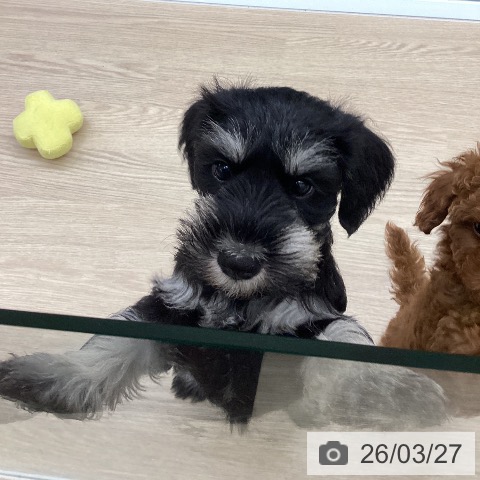 長崎県のミニチュアシュナウザー (ペットプラス 長崎店/2026年1月21日生まれ/女の子/ブラックシルバー)の子犬の3枚目の画像