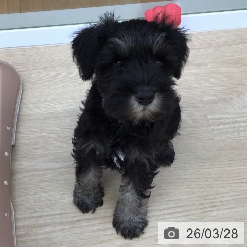 沖縄県のミニチュアシュナウザー (ペットプラス 沖縄ライカム店/2026年1月21日生まれ/女の子/ブラックシルバー)の子犬の4枚目の画像