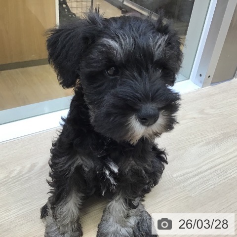 沖縄県のミニチュアシュナウザー (ペットプラス 沖縄ライカム店/2026年1月21日生まれ/女の子/ブラックシルバー)の子犬の3枚目の画像