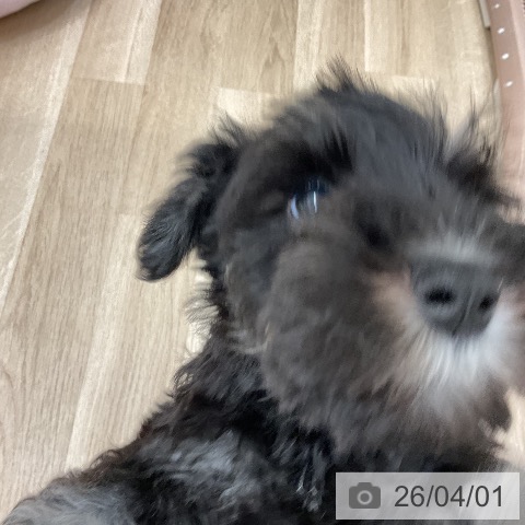 福岡県のミニチュアシュナウザー (ペットプラス 八幡東店/2026年1月21日生まれ/女の子/ブラックシルバー)の子犬の4枚目の画像