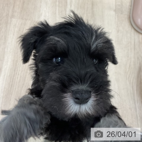 福岡県のミニチュアシュナウザー (ペットプラス 八幡東店/2026年1月21日生まれ/女の子/ブラックシルバー)の子犬の3枚目の画像