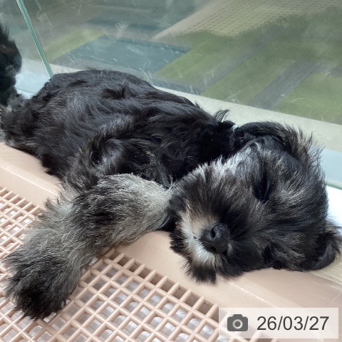 長崎県のミニチュアシュナウザー (ペットプラス 長崎店/2026年1月20日生まれ/男の子/ソルトペッパー)の子犬の3枚目の画像