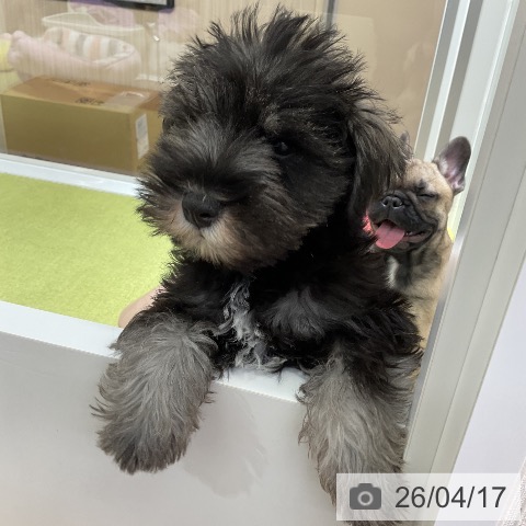 福岡県のミニチュアシュナウザー (ペットプラス 福岡店/2026年1月20日生まれ/男の子/ソルトペッパー)の子犬の4枚目の画像