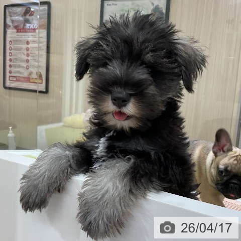 福岡県のミニチュアシュナウザー (ペットプラス 福岡店/2026年1月20日生まれ/男の子/ソルトペッパー)の子犬の3枚目の画像