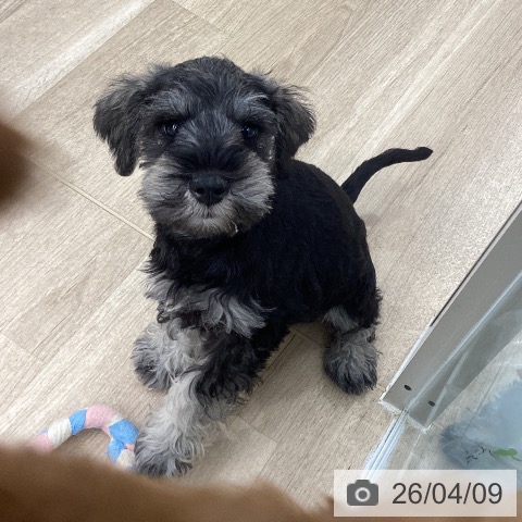 大阪府のミニチュアシュナウザー (ペットプラス りんくう泉南店/2026年1月20日生まれ/男の子/ソルトペッパー)の子犬の4枚目の画像