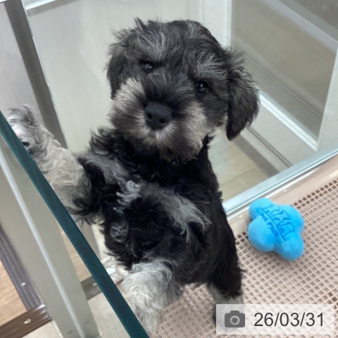 大阪府のミニチュアシュナウザー (ペットプラス りんくう泉南店/2026年1月20日生まれ/男の子/ソルトペッパー)の子犬の3枚目の画像