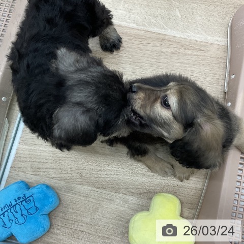 福岡県のミニチュアシュナウザー (ペットプラス 八幡東店/2026年1月20日生まれ/男の子/ソルトペッパー)の子犬の4枚目の画像