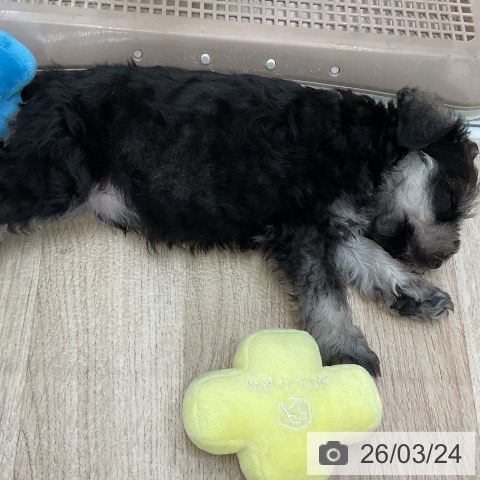 福岡県のミニチュアシュナウザー (ペットプラス 八幡東店/2026年1月20日生まれ/男の子/ソルトペッパー)の子犬の3枚目の画像