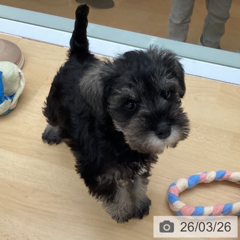 福岡県のミニチュアシュナウザー (ペットプラス 黒崎店/2026年1月20日生まれ/女の子/ソルトペッパー)の子犬の3枚目の画像