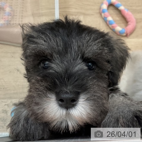 福岡県のミニチュアシュナウザー (ペットプラス 八幡東店/2026年1月20日生まれ/女の子/ソルトペッパー)の子犬の4枚目の画像