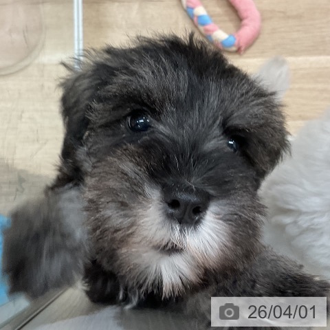 福岡県のミニチュアシュナウザー (ペットプラス 八幡東店/2026年1月20日生まれ/女の子/ソルトペッパー)の子犬の3枚目の画像