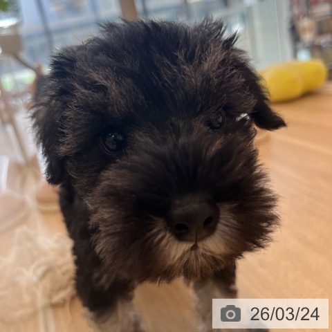 ミニチュア・シュナウザーの写真