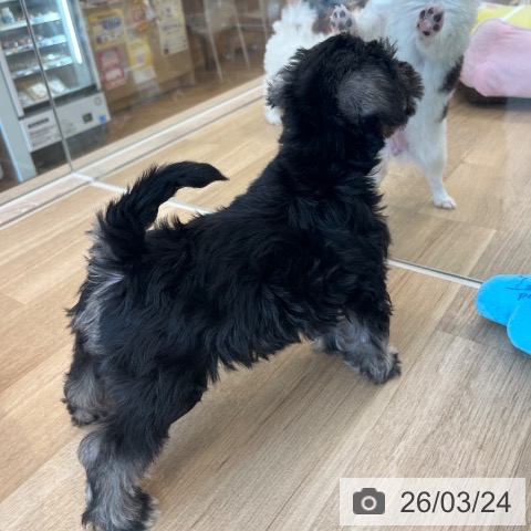 ミニチュア・シュナウザーの写真