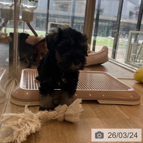 ミニチュア・シュナウザーの写真