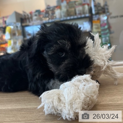 ミニチュア・シュナウザーの写真