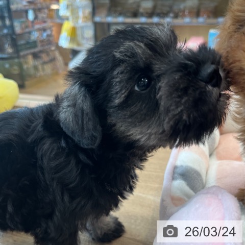 ミニチュア・シュナウザーの写真