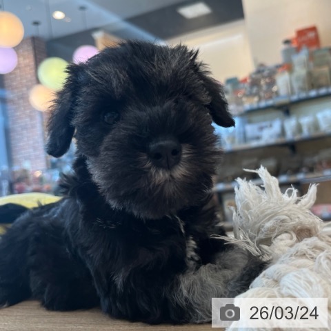 ミニチュア・シュナウザーの写真