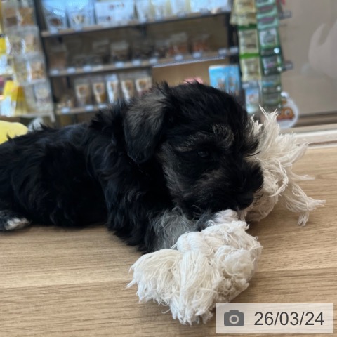 ミニチュア・シュナウザーの写真