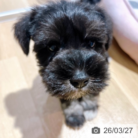 大阪府のミニチュアシュナウザー (ペットプラス イオン大日店/2026年1月20日生まれ/女の子/ブラックシルバー)の子犬の4枚目の画像