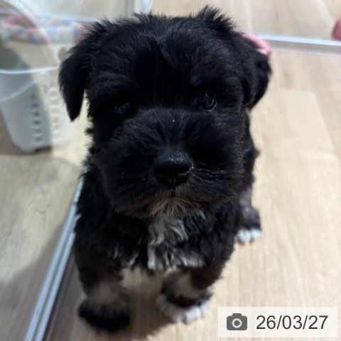 大阪府のミニチュアシュナウザー (ペットプラス イオン大日店/2026年1月20日生まれ/女の子/ブラックシルバー)の子犬の3枚目の画像