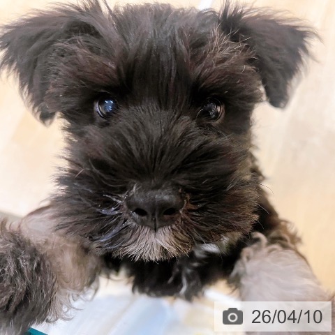 大阪府のミニチュアシュナウザー (ペットプラス イオン大日店/2026年1月20日生まれ/女の子/ブラックシルバー)の子犬の3枚目の画像