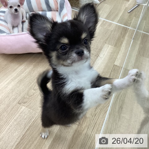 愛知県のチワワ(ロング) (ペットプラス 千音寺店/2026年1月21日生まれ/男の子/ブラックタンホワイト)の子犬の4枚目の画像