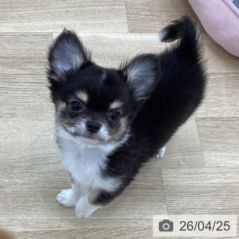 愛知県のチワワ(ロング) (ペットプラス 千音寺店/2026年1月21日生まれ/男の子/ブラックタンホワイト)の子犬の3枚目の画像