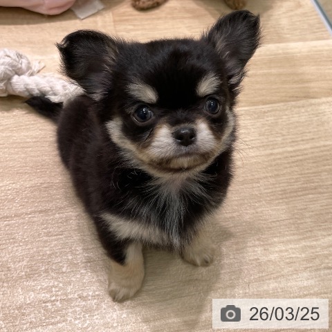 チワワの写真
