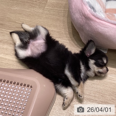 愛知県のチワワ(ロング) (ペットプラス 則武新町店/2026年1月21日生まれ/女の子/ブラックタンホワイト)の子犬の3枚目の画像