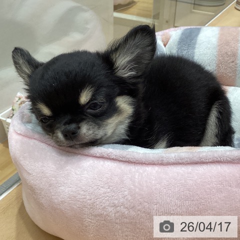 石川県のチワワ(ロング) (ペットプラス 新小松店/2026年1月21日生まれ/女の子/ブラックタンホワイト)の子犬の4枚目の画像