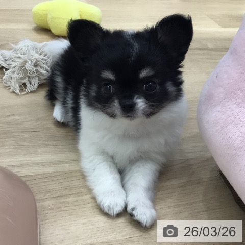 岐阜県のチワワ(ロング) (ペットプラス 各務原店/2026年1月21日生まれ/女の子/ブラックタンホワイト)の子犬の4枚目の画像