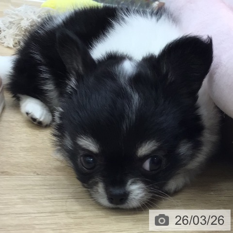 岐阜県のチワワ(ロング) (ペットプラス 各務原店/2026年1月21日生まれ/女の子/ブラックタンホワイト)の子犬の3枚目の画像