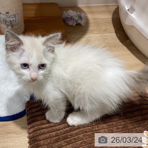 福岡県のラグドール (ペットプラス 八幡東店/2026年1月14日生まれ/女の子/ブルーポイントバイカラー)の子猫の4枚目の画像