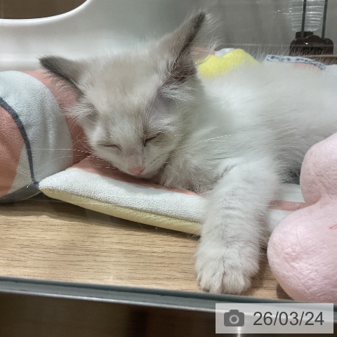 福岡県のラグドール (ペットプラス 八幡東店/2026年1月14日生まれ/女の子/ブルーポイントバイカラー)の子猫の3枚目の画像