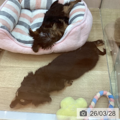 兵庫県のミニチュアダックスフンド(ロング) (ペットプラス 姫路大津店/2026年1月19日生まれ/女の子/ブラックタン)の子犬の4枚目の画像