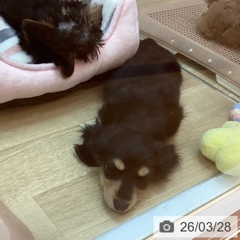 兵庫県のミニチュアダックスフンド(ロング) (ペットプラス 姫路大津店/2026年1月19日生まれ/女の子/ブラックタン)の子犬の3枚目の画像