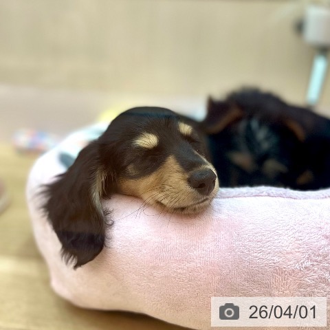 兵庫県のミニチュアダックスフンド(ロング) (ペットプラス 姫路大津店/2026年1月19日生まれ/女の子/ブラックタン)の子犬の4枚目の画像