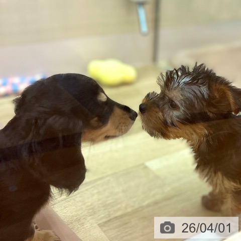 兵庫県のミニチュアダックスフンド(ロング) (ペットプラス 姫路大津店/2026年1月19日生まれ/女の子/ブラックタン)の子犬の3枚目の画像