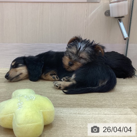 兵庫県のミニチュアダックスフンド(ロング) (ペットプラス 姫路大津店/2026年1月19日生まれ/女の子/ブラックタン)の子犬の4枚目の画像