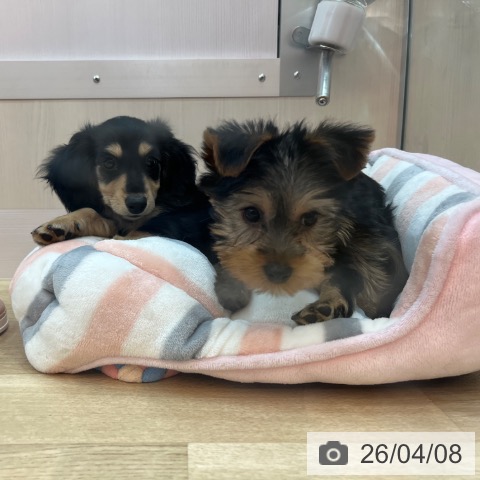 兵庫県のミニチュアダックスフンド(ロング) (ペットプラス 姫路大津店/2026年1月19日生まれ/女の子/ブラックタン)の子犬の3枚目の画像