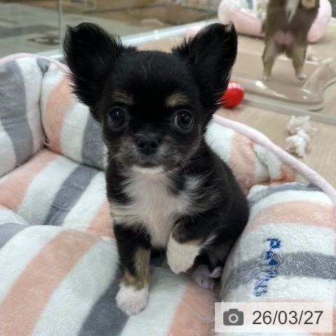 愛知県のチワワ(ロング) (ペットプラス 豊田店/2026年1月20日生まれ/女の子/ブラックタンホワイト)の子犬の3枚目の画像