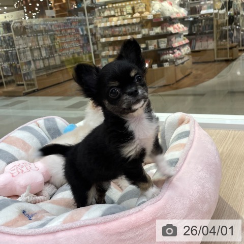 愛知県のチワワ(ロング) (ペットプラス 豊田店/2026年1月20日生まれ/女の子/ブラックタンホワイト)の子犬の4枚目の画像