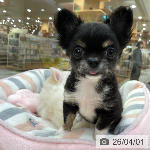 愛知県のチワワ(ロング) (ペットプラス 豊田店/2026年1月20日生まれ/女の子/ブラックタンホワイト)の子犬の3枚目の画像