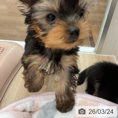 福岡県のヨークシャーテリア (ペットプラス 八幡東店/2026年1月21日生まれ/男の子/スチールブルータン)の子犬の4枚目の画像