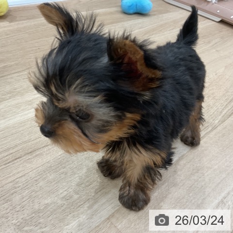 福岡県のヨークシャーテリア (ペットプラス 八幡東店/2026年1月21日生まれ/男の子/スチールブルータン)の子犬の3枚目の画像