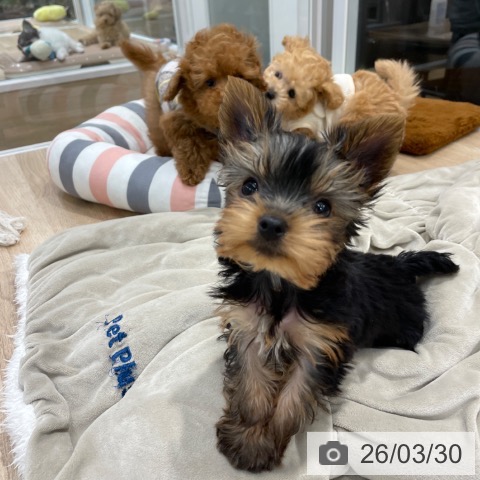 福岡県のヨークシャーテリア (ペットプラス 八幡東店/2026年1月21日生まれ/男の子/スチールブルータン)の子犬の3枚目の画像