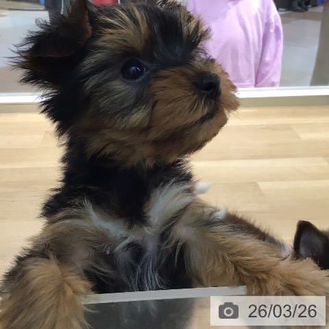 宮崎県のヨークシャーテリア (ペットプラス 宮崎店/2026年1月21日生まれ/女の子/スチールブルータン)の子犬の4枚目の画像