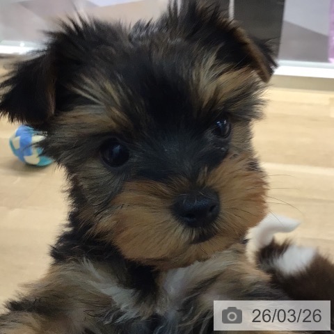 宮崎県のヨークシャーテリア (ペットプラス 宮崎店/2026年1月21日生まれ/女の子/スチールブルータン)の子犬の3枚目の画像