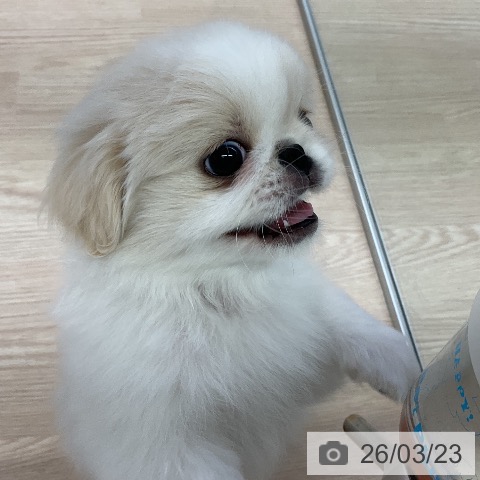 ペキニーズの写真